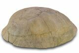 Fossil Tortoise (Stylemys) Shell - Wyoming #299820-5